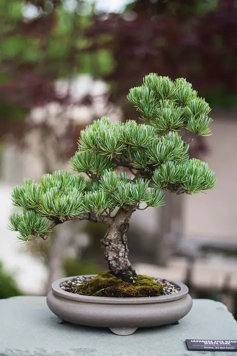 Types of Bonsai Trees