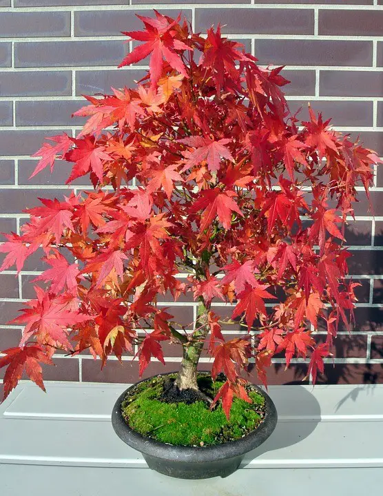 Types of Bonsai Trees