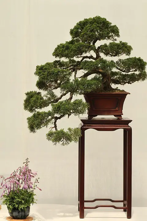 Types of Bonsai Trees