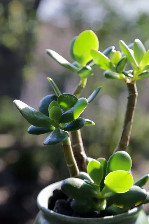 Types of Bonsai Trees