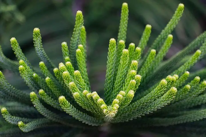 Types of Bonsai Trees