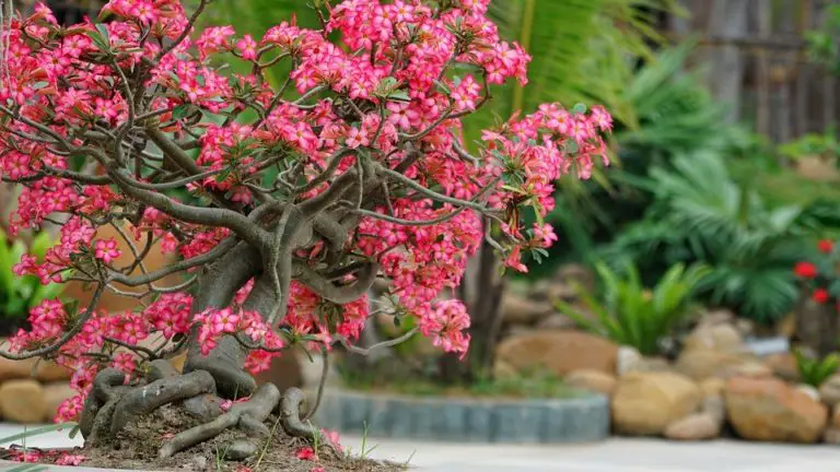 Types of Bonsai Trees