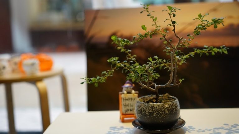 Types of Bonsai Trees