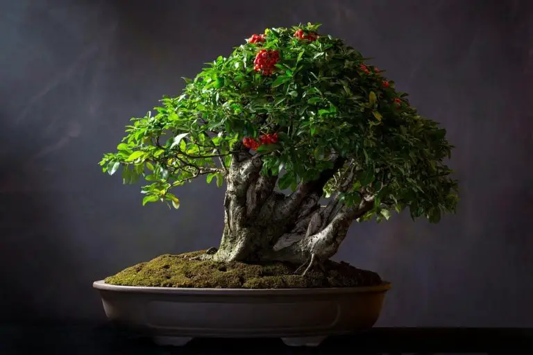 Types of Bonsai Trees