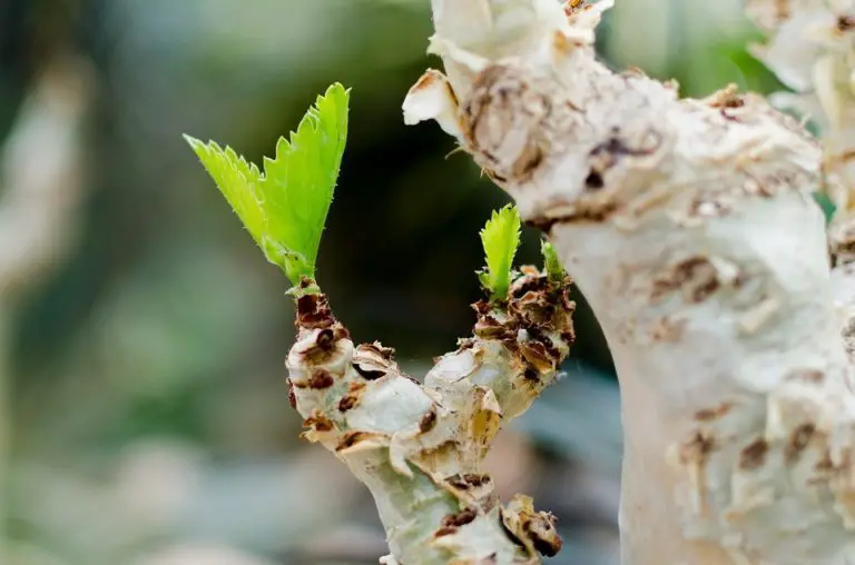 Types of Bonsai Trees