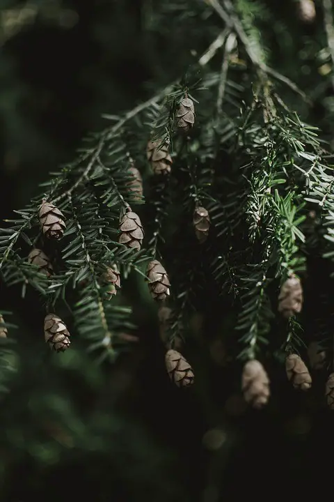 Types of Bonsai Trees