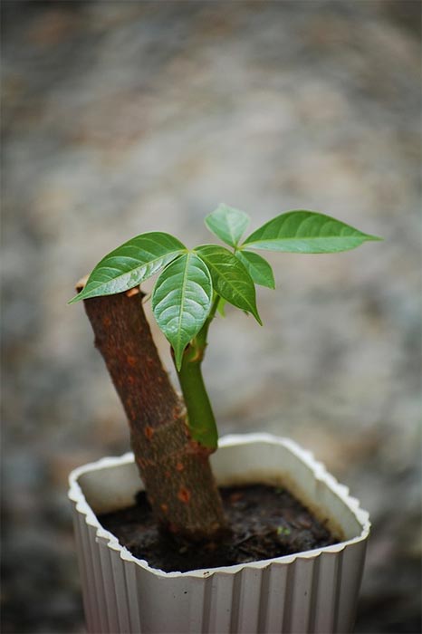 Bonsai Plants for the Office