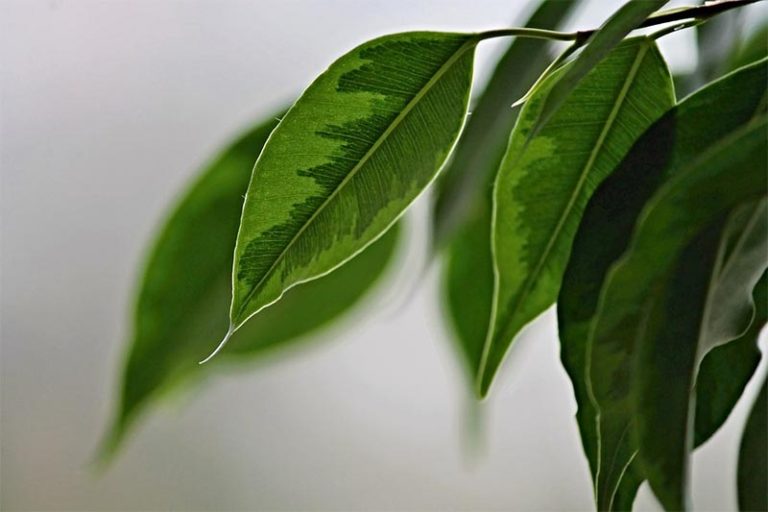 Bonsai Plants for the Office