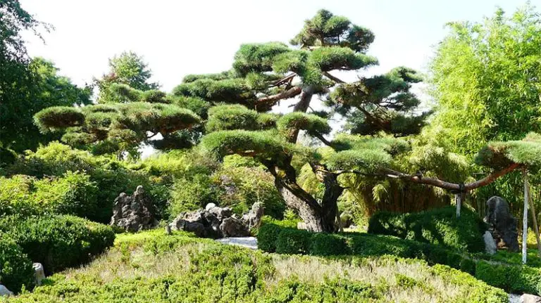 Bonsai Plants for the Office