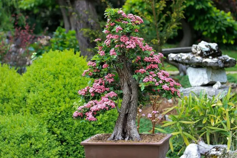 Bonsai Plants for the Office