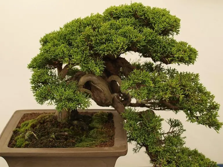 Bonsai Tree Diseases