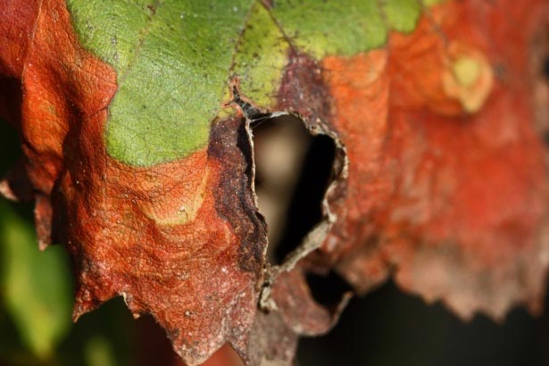 Bonsai Tree Diseases