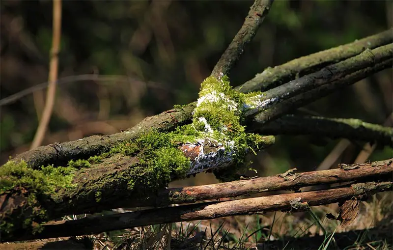 Bonsai Tree Diseases