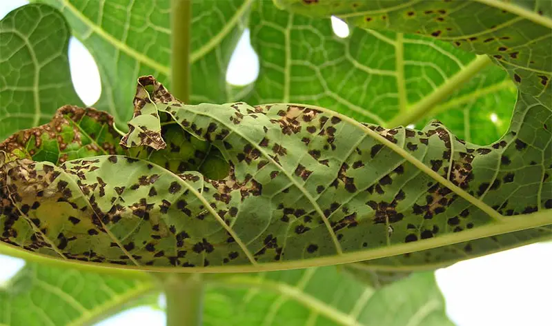 Bonsai Tree Diseases