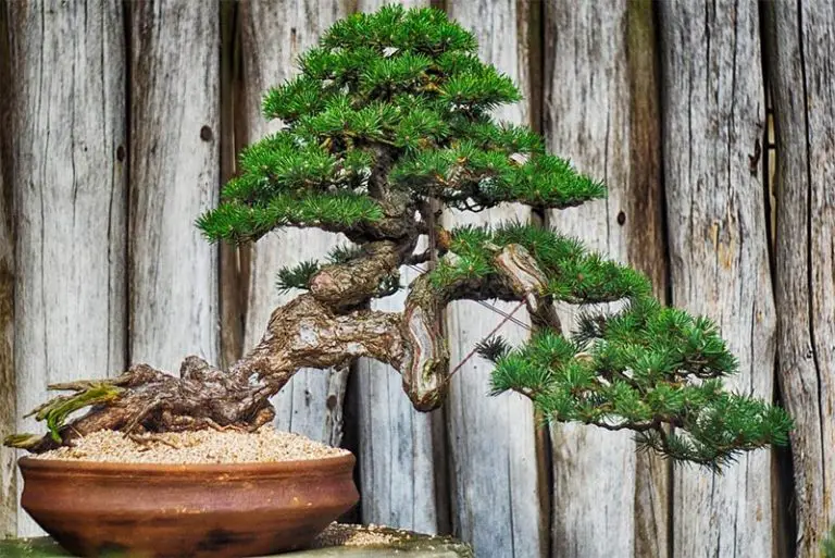 Bonsai Tree Diseases