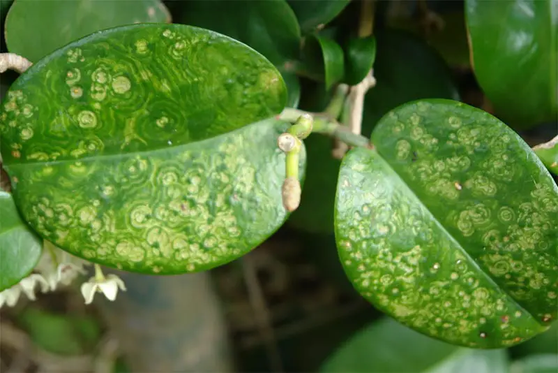 Bonsai Tree Diseases