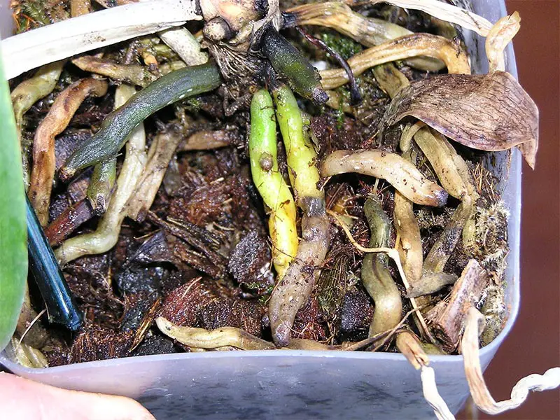 Bonsai Tree Diseases