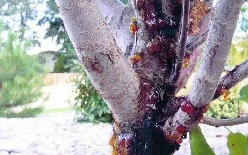 Bonsai Tree Diseases