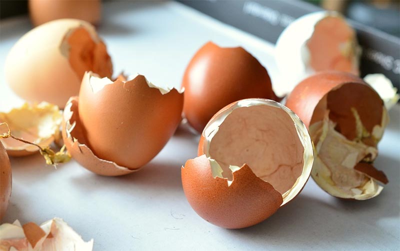 Can You Use Eggshells As Nutrients For Your Bonsai