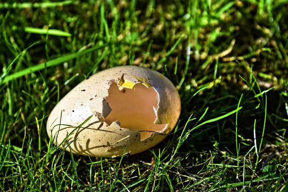 Can You Use Eggshells As Nutrients For Your Bonsai