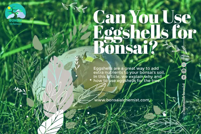 Can You Use Eggshells As Nutrients For Your Bonsai