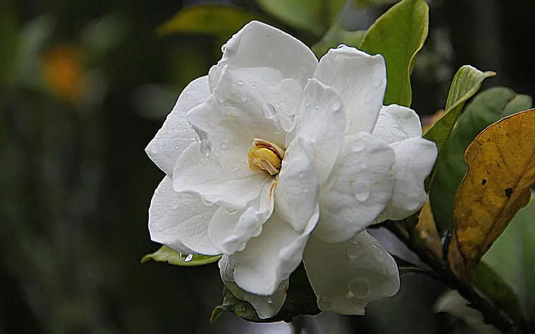 Can you overwater a Gardenia