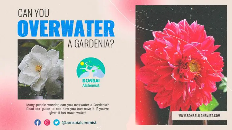 Can you overwater a Gardenia