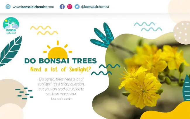 Do Bonsai Trees Need a lot of Sunlight