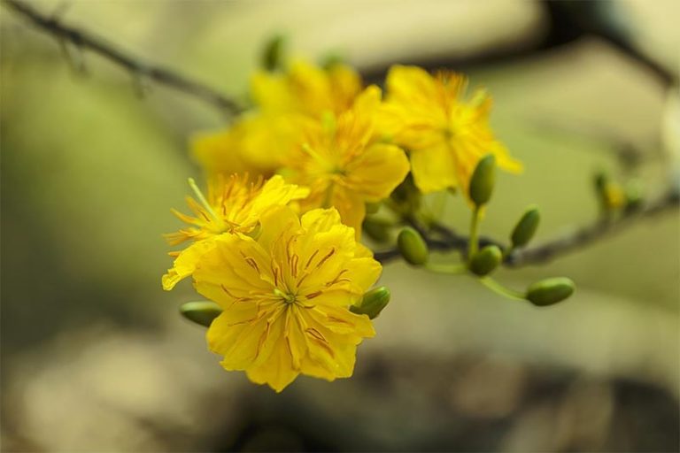 Do Bonsai Trees Need a lot of Sunlight? Bonsai Alchemist 101