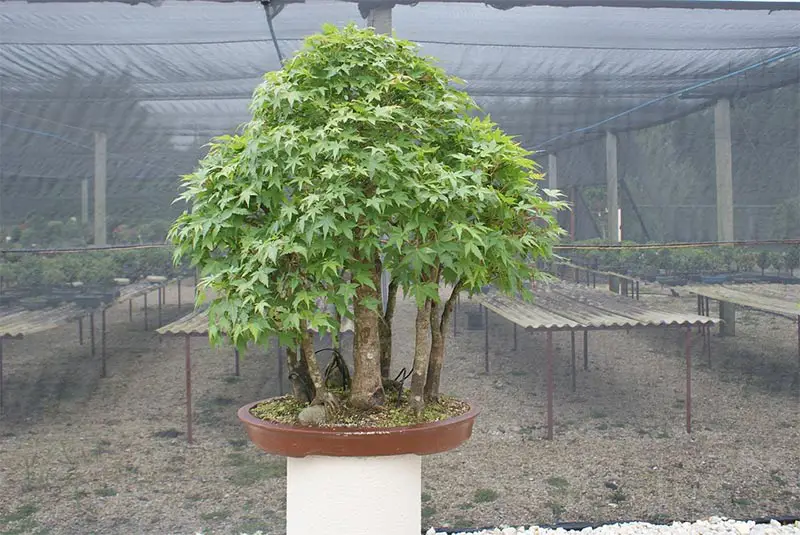 Do Bonsai Trees Need a lot of Sunlight