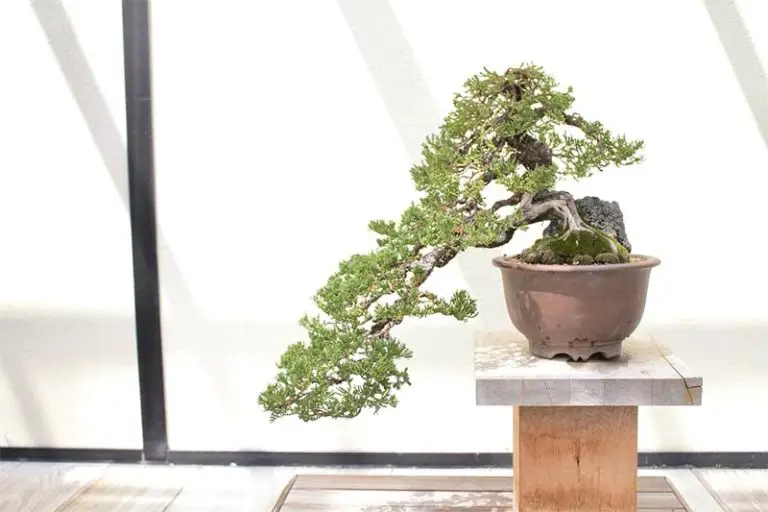 bonsai tree in bright sunlight