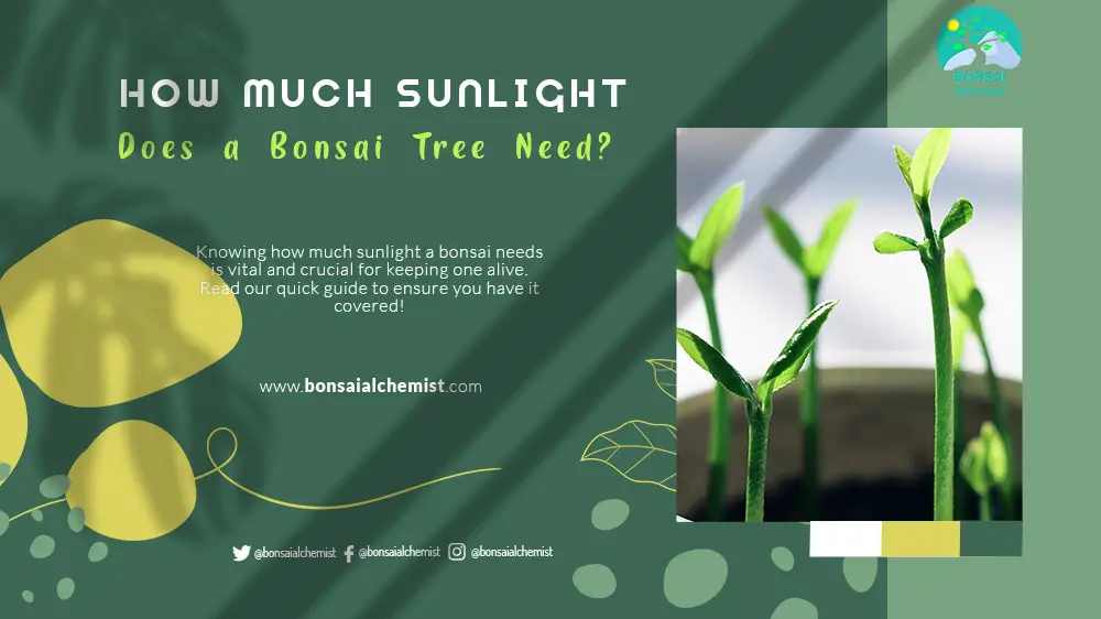 How Much Sunlight Does a Bonsai Tree Need 02