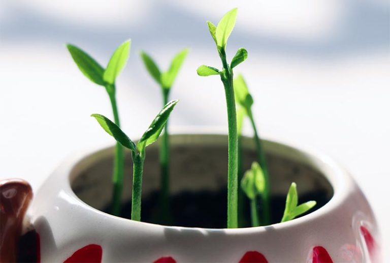 How Much Sunlight Does a Bonsai Tree Need?