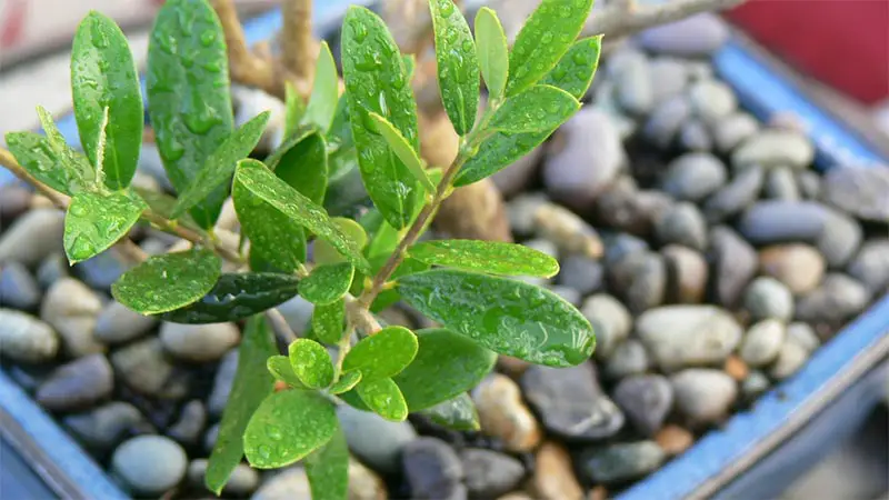 How Much Sunlight Does a Bonsai Tree Need 03