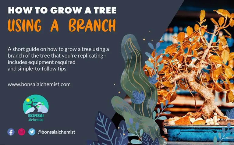 How To Grow a Tree Using a Branch