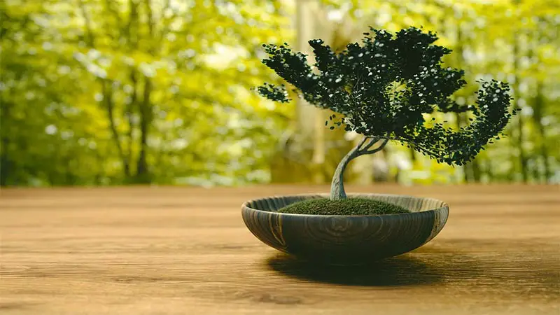 How do You Know When Your Bonsai Tree is Dying