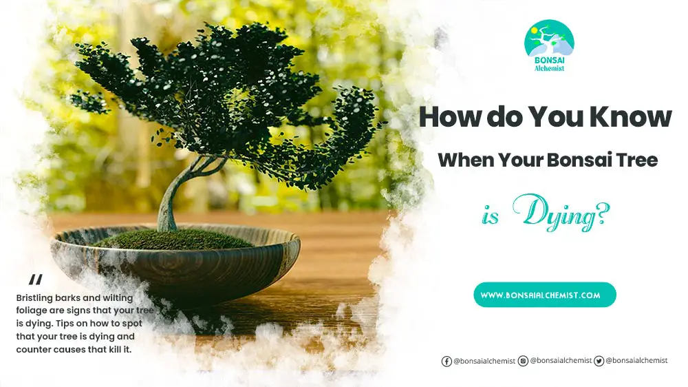 How do You Know When Your Bonsai Tree is Dying