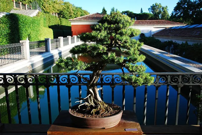 How to Fertilize your Bonsai Trees the Correct Way