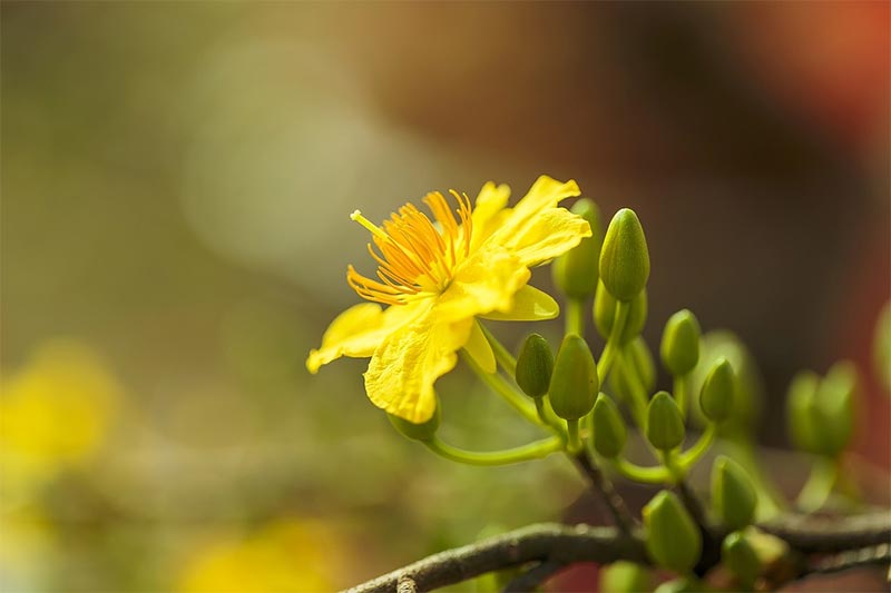 How to Fertilize your Bonsai Trees the Correct Way