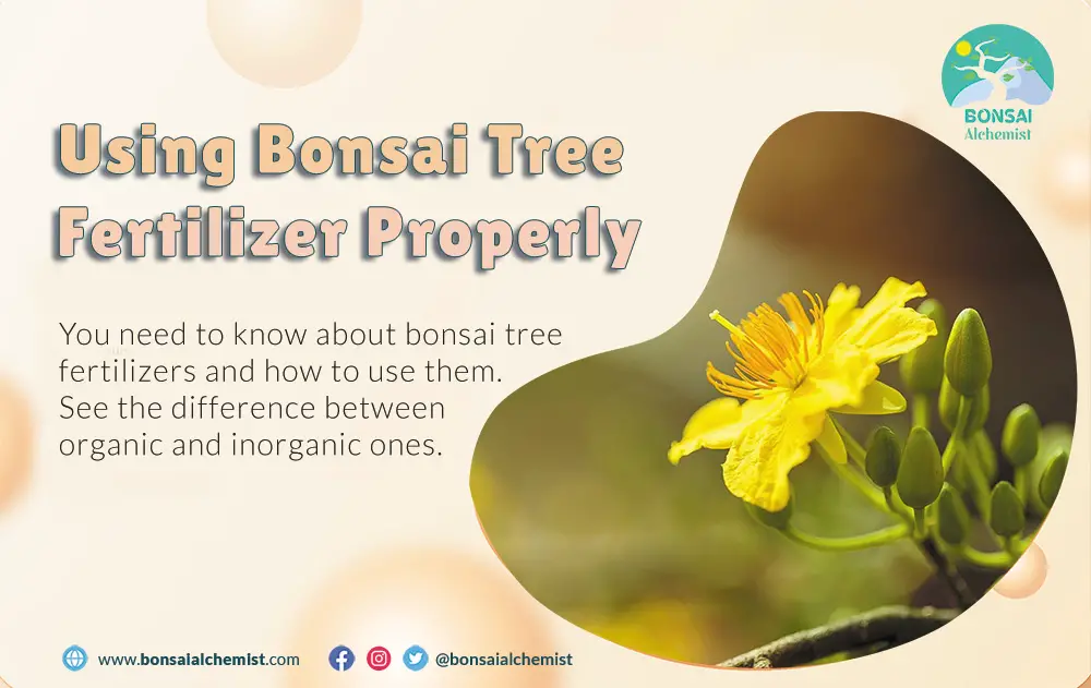 How to Fertilize your Bonsai Trees the Correct Way