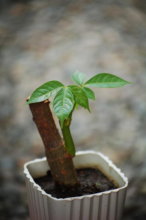 How to Fix Root Rot in Money Tree