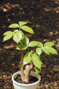 How to Fix Root Rot in Money Tree