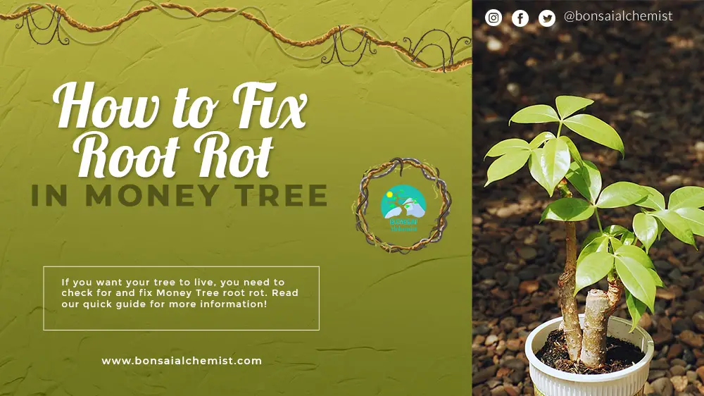 How to Fix Root Rot in Money Tree