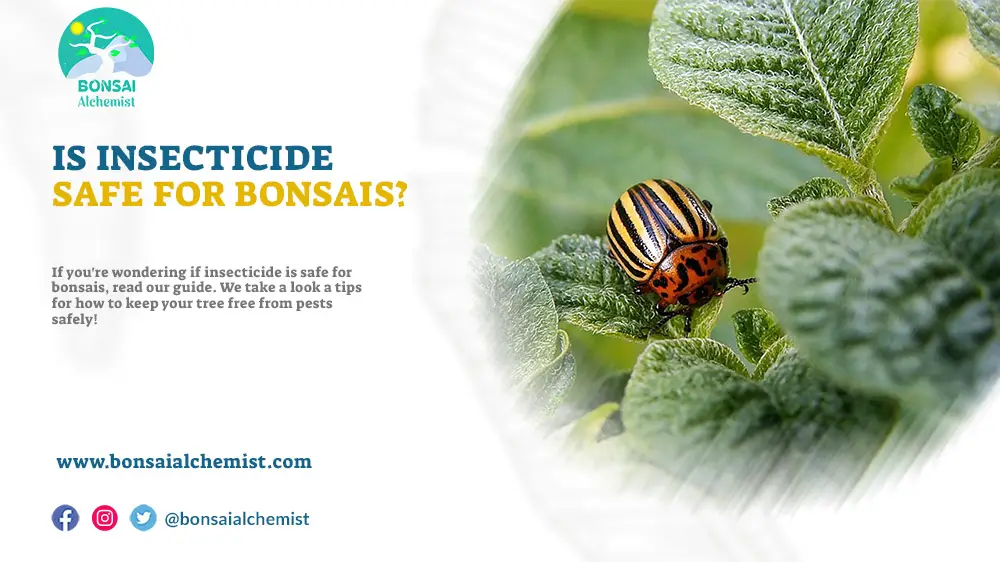 Is Insecticide Safe for Bonsais