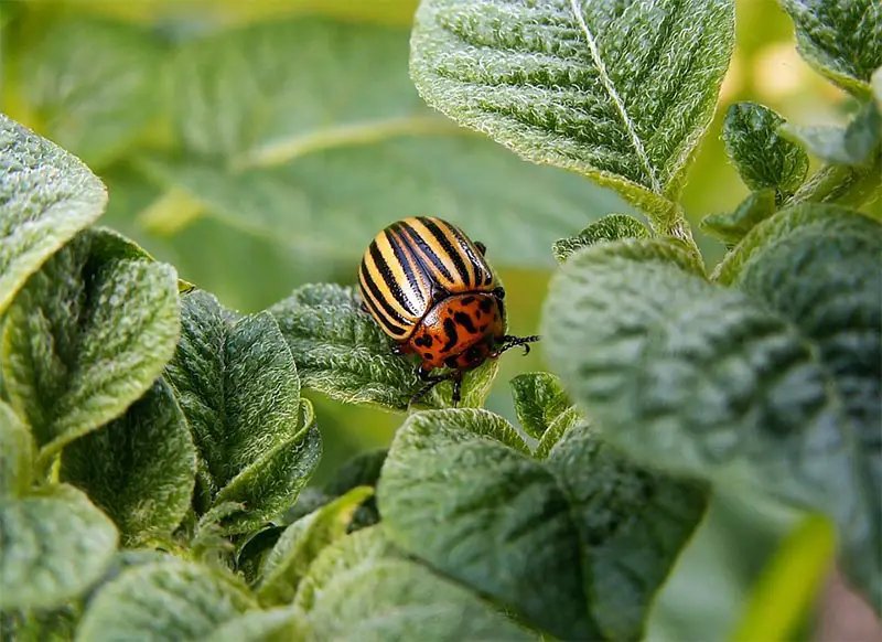 Is Insecticide Safe for Bonsais