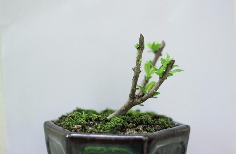 Learning How to Repot a Bonsai Bonsai Alchemist 101