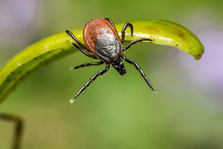 Dealing with Pests on Your Bonsai Tree