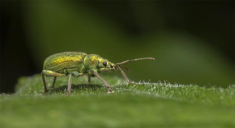 Dealing with Pests on Your Bonsai Tree