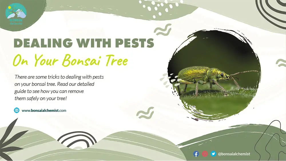 Dealing with Pests on Your Bonsai Tree