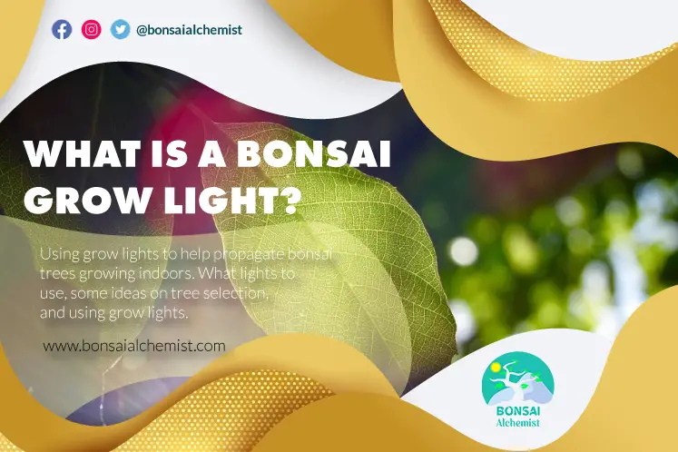 The Use Of Grow Lights To Help Cultivate Indoor Bonsai
